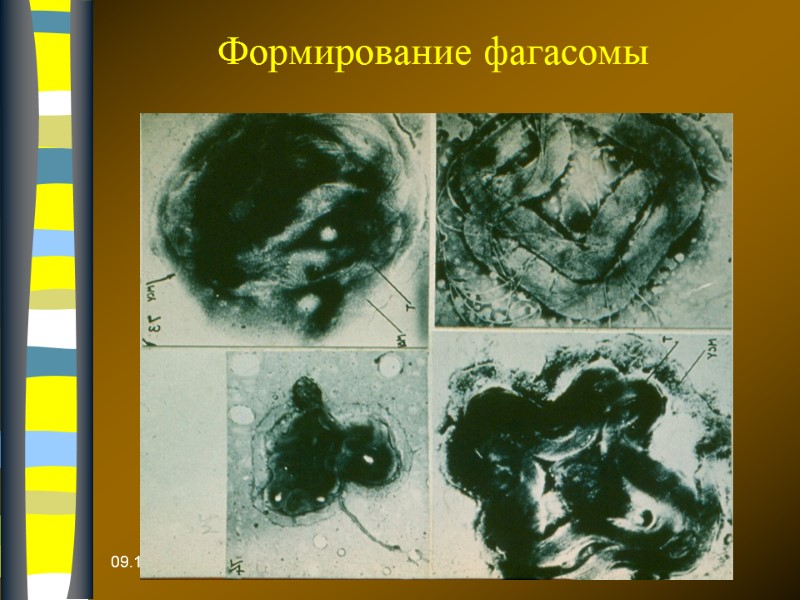 09.12.2017 Формирование фагасомы